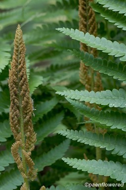 Sporangia and pinnae